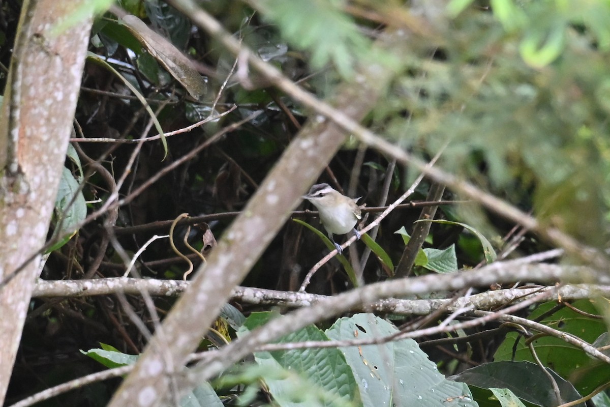 Chivi Vireo - ML646751255