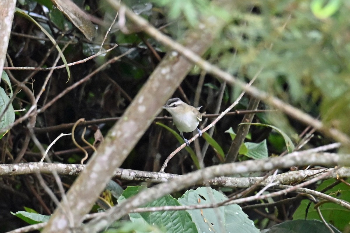 Chivi Vireo - ML646751256