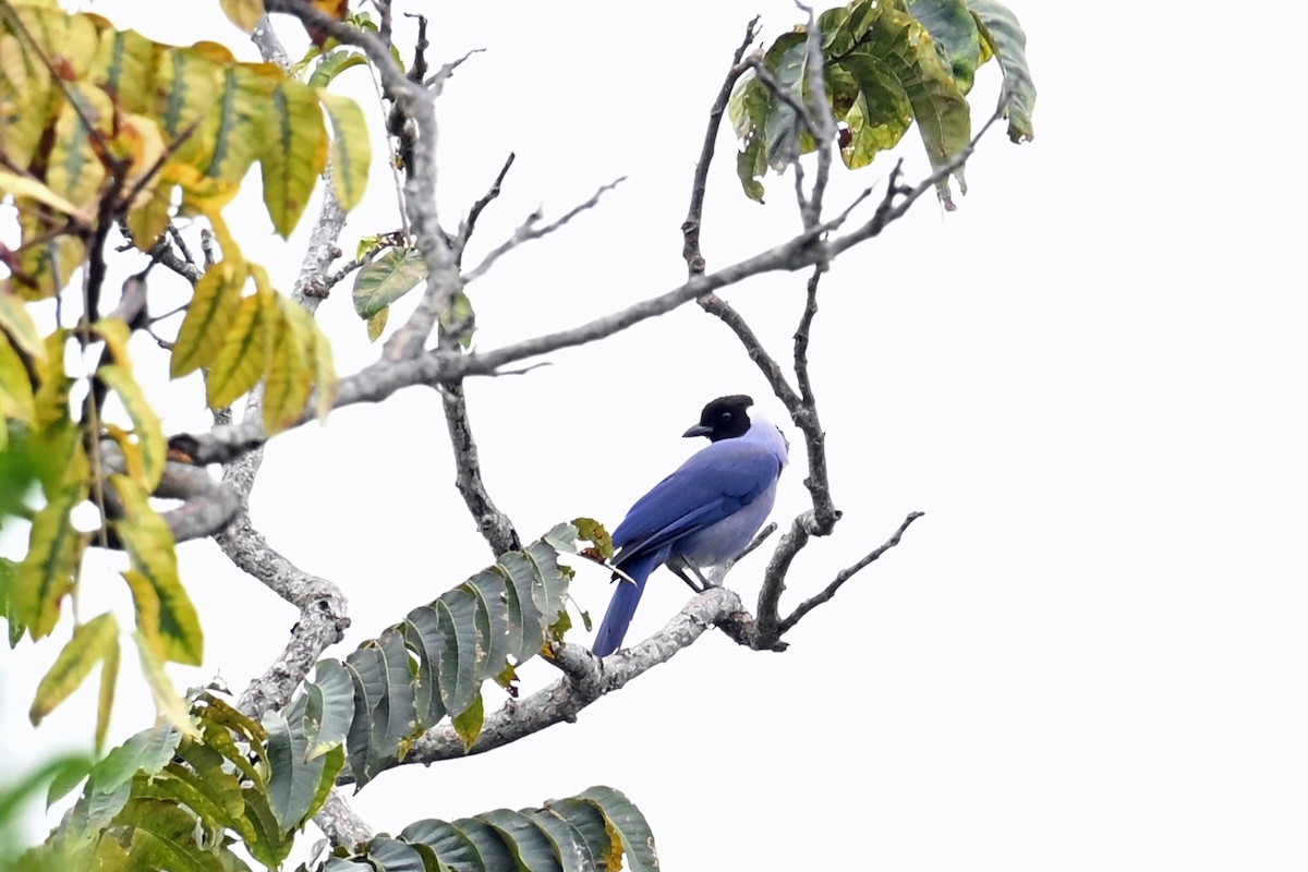 Violaceous Jay - ML646751258