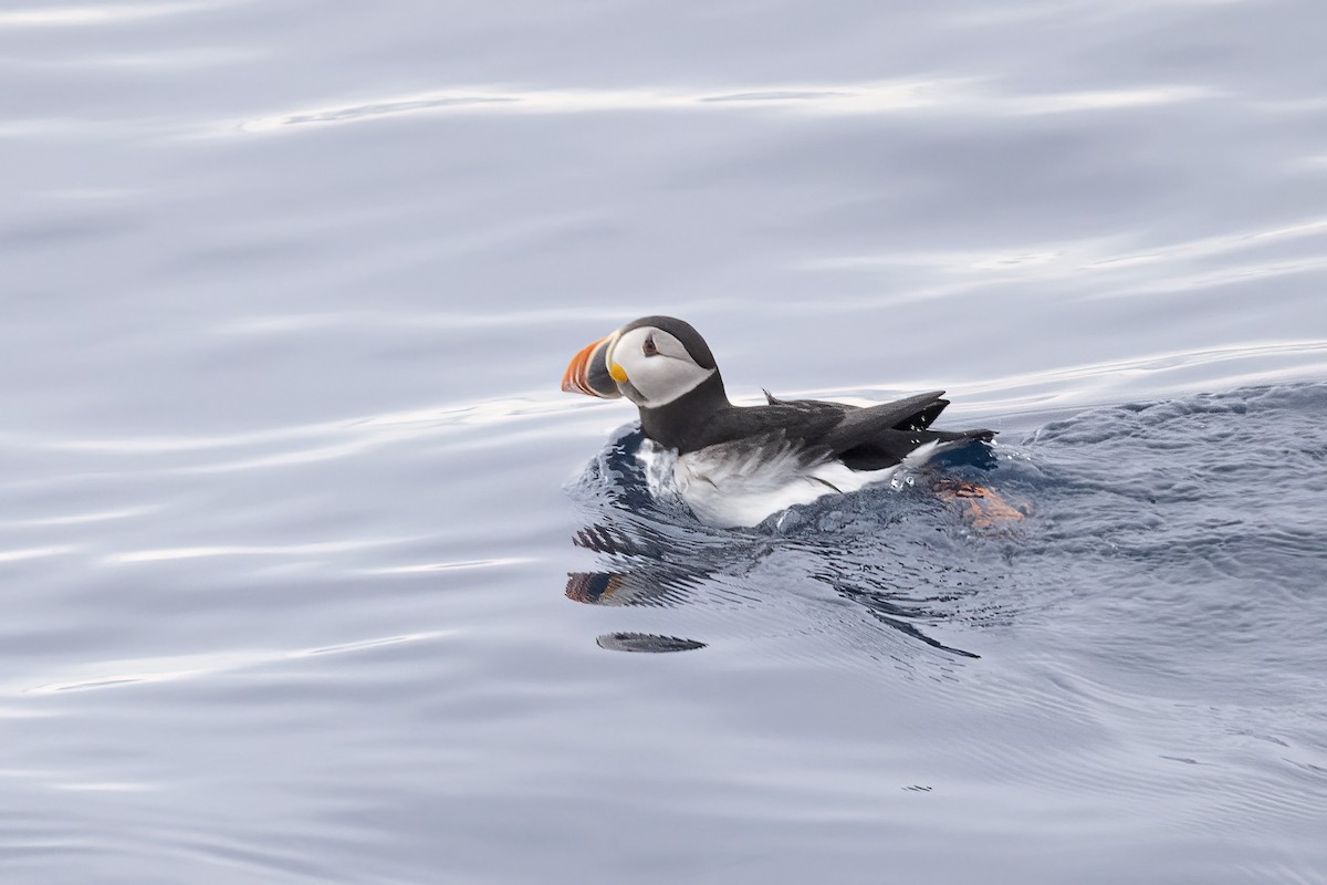 Atlantic Puffin - ML646751265
