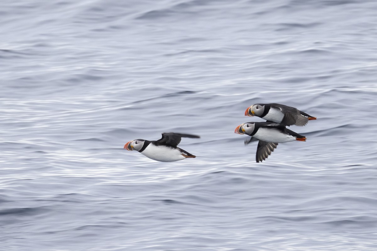 Atlantic Puffin - ML646751266