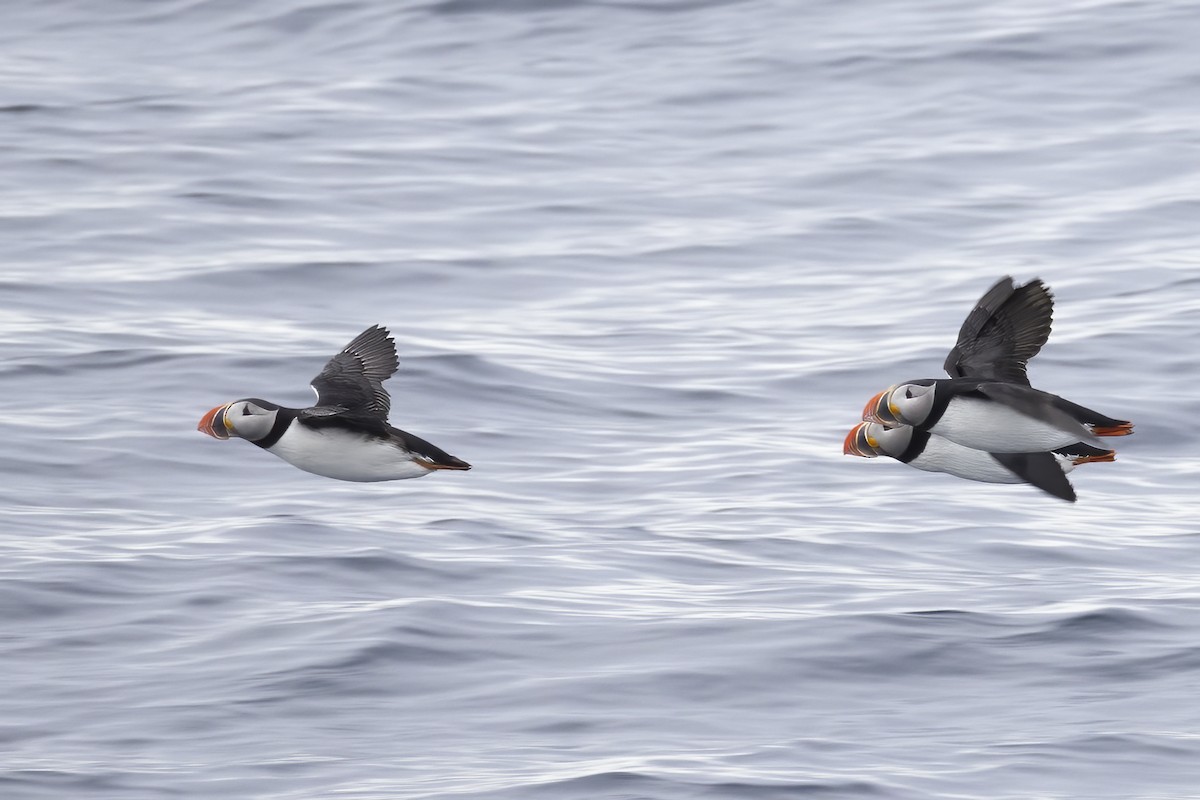 Atlantic Puffin - ML646751267
