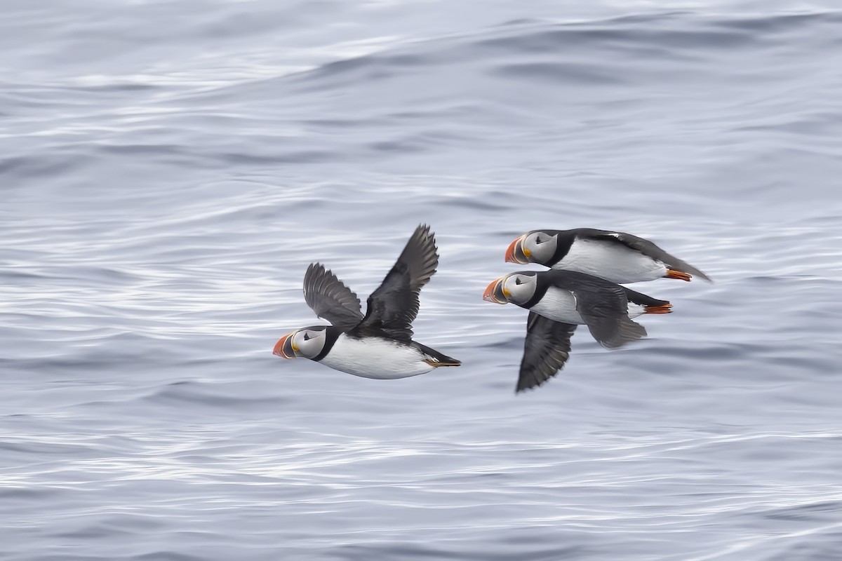 Atlantic Puffin - ML646751268