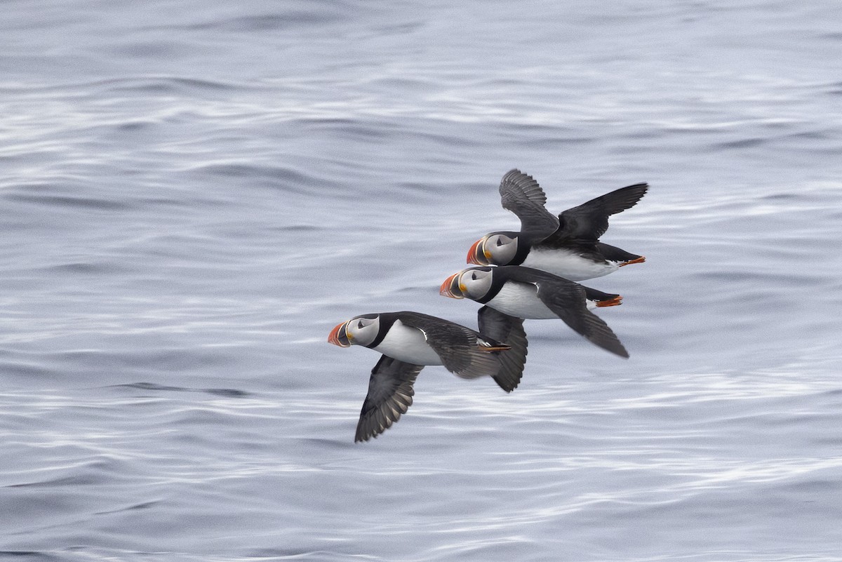 Atlantic Puffin - ML646751269