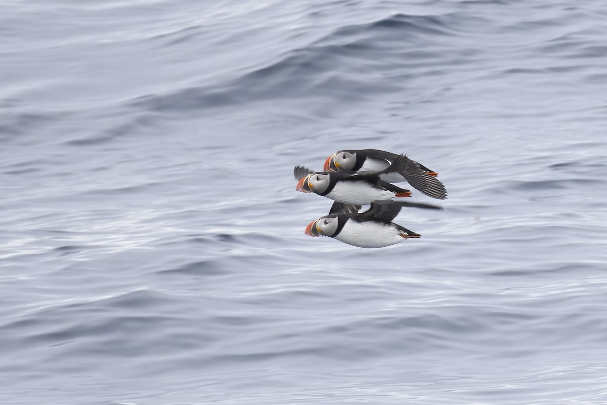 Atlantic Puffin - ML646751270