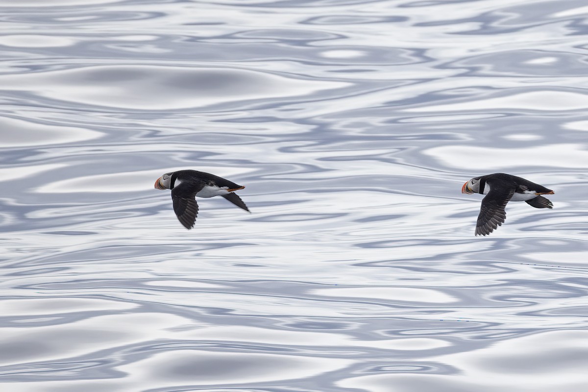 Atlantic Puffin - ML646751271