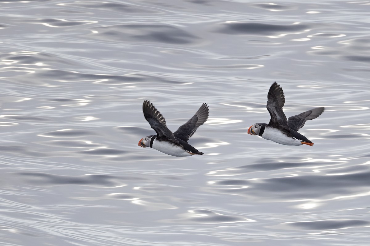 Atlantic Puffin - ML646751272