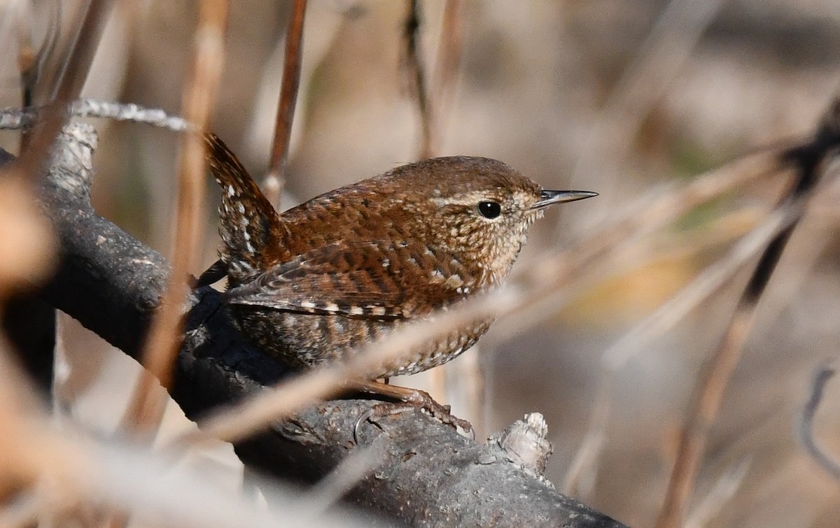 Winter Wren - ML646751273