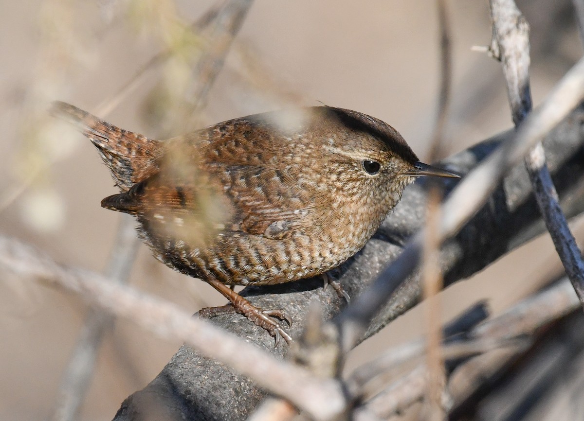 Winter Wren - ML646751274