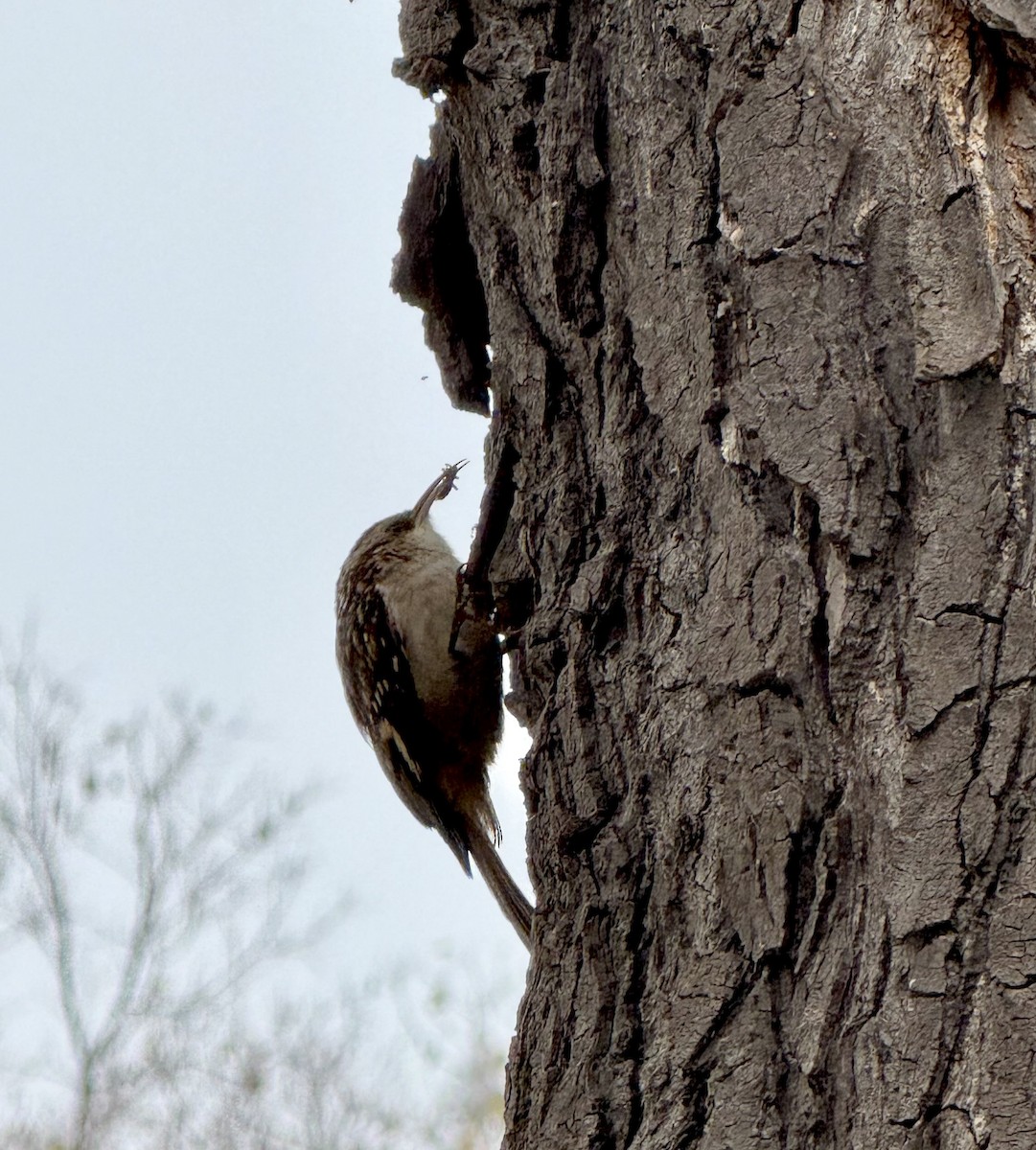 Agateador Americano - ML646751276