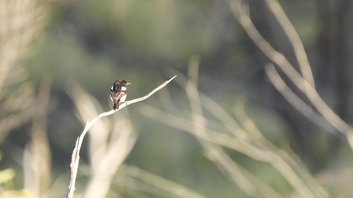 Kara Başlı Bülbül - ML646751277