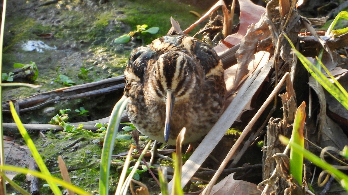 Jack Snipe - ML646751279