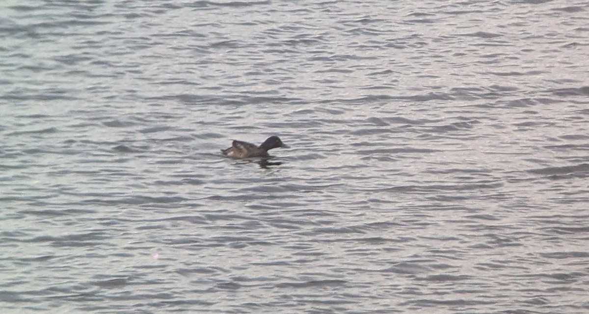 Чернь морська - ML646751280