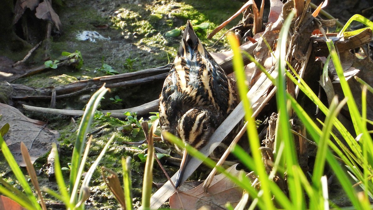 Jack Snipe - ML646751281
