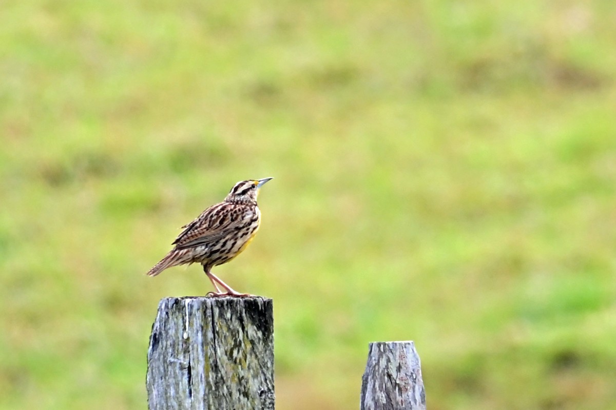 Eastern Meadowlark - ML646751283
