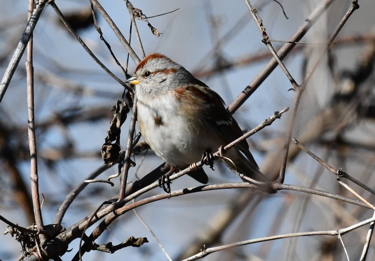 American Tree Sparrow - ML646751286