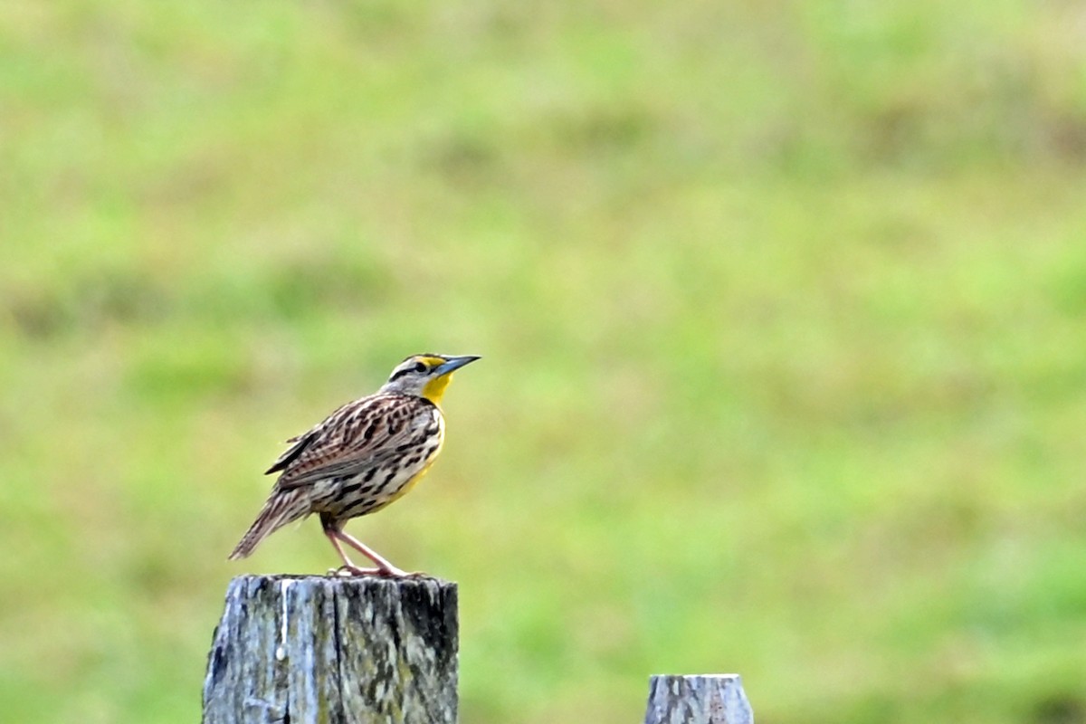 Eastern Meadowlark - ML646751287