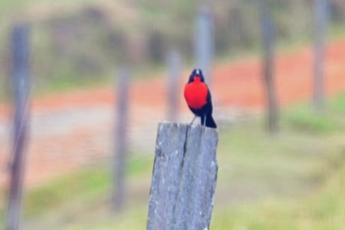 Red-breasted Meadowlark - ML646751288