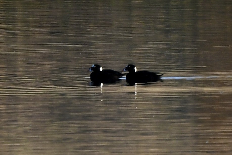 Ahatebeltz kopetazuria - ML646751289