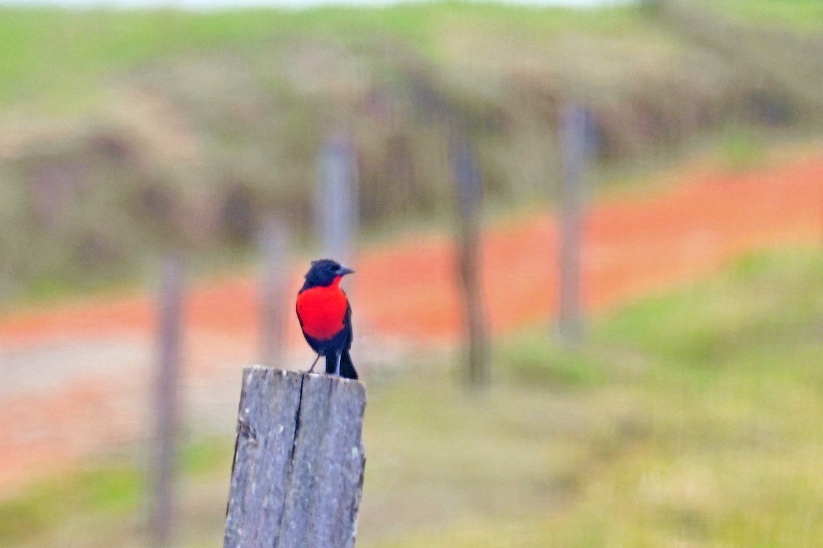 Red-breasted Meadowlark - ML646751297