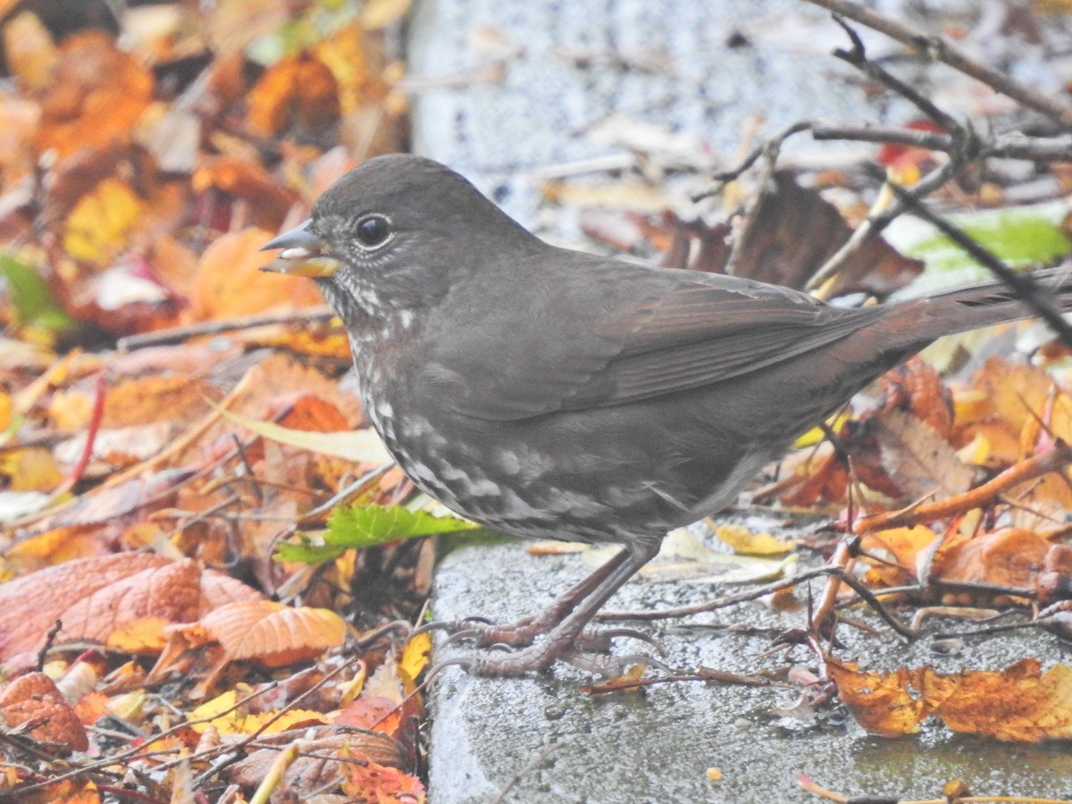 Fox Sparrow - ML646751299