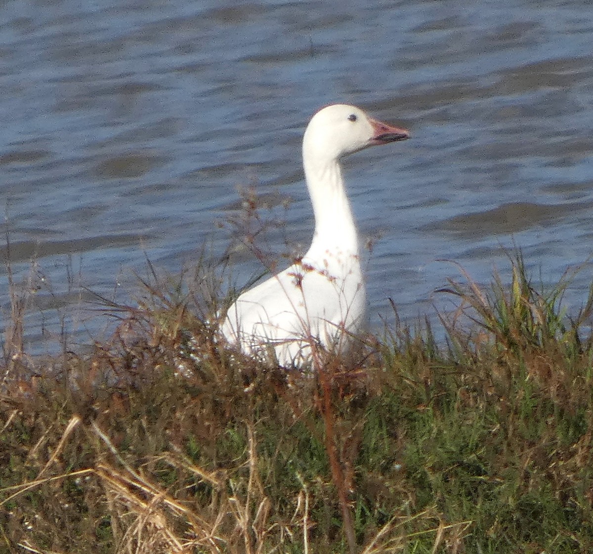 Белый гусь - ML646751300