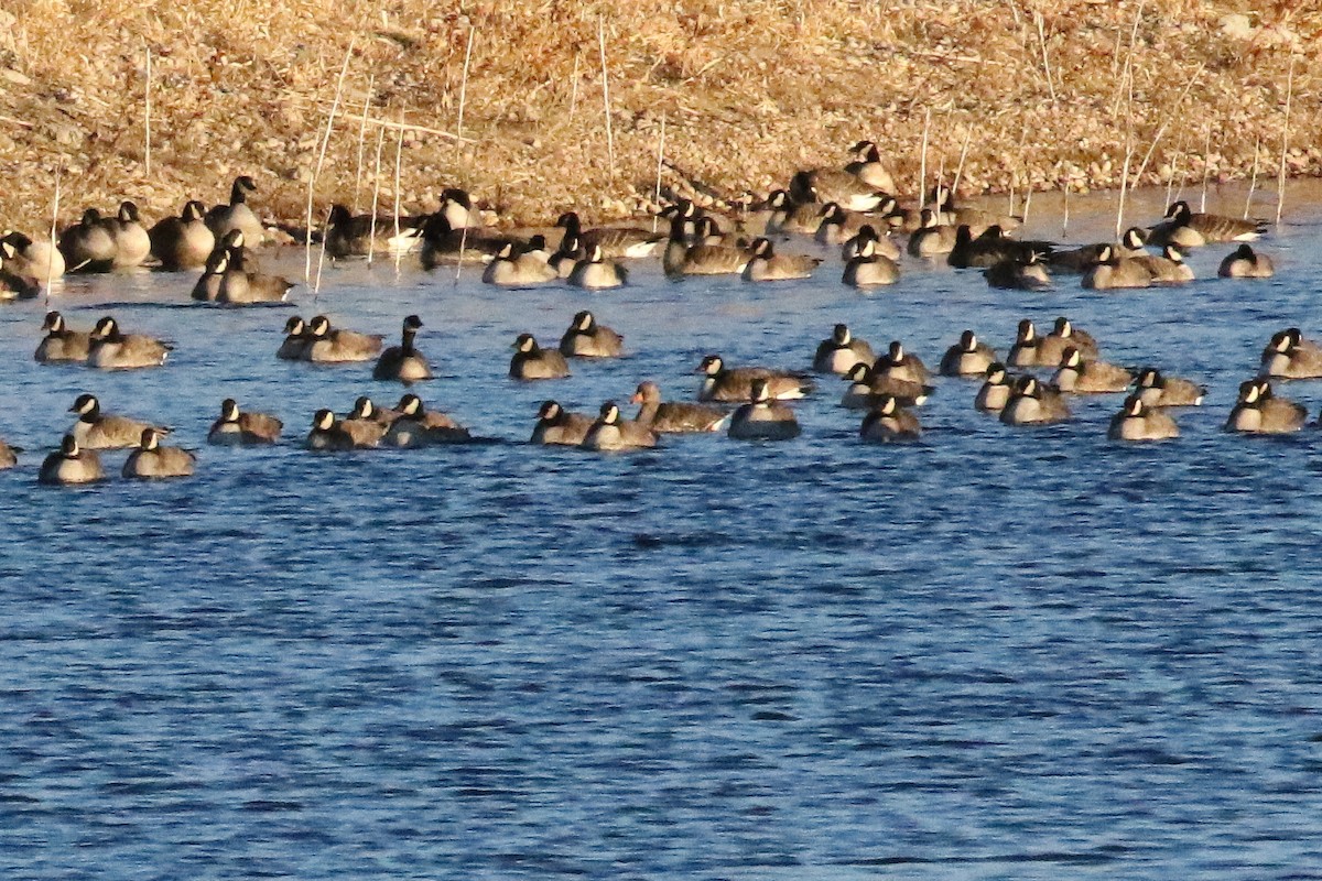 マガン - ML646751305