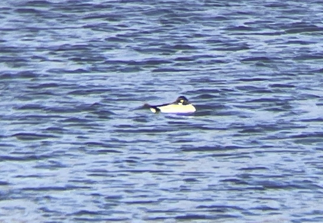 kvinand - ML646751306