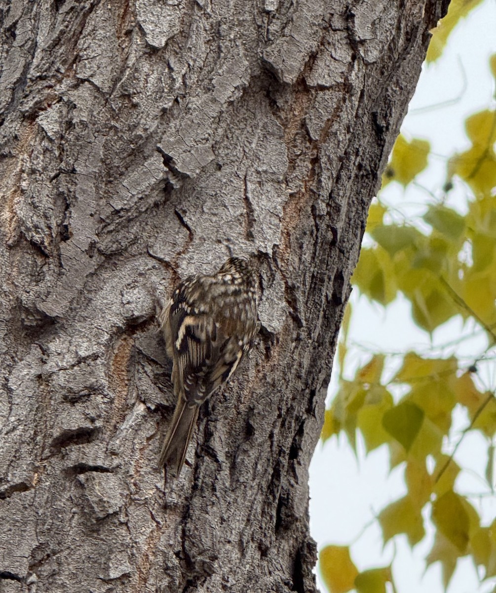 Agateador Americano - ML646751309