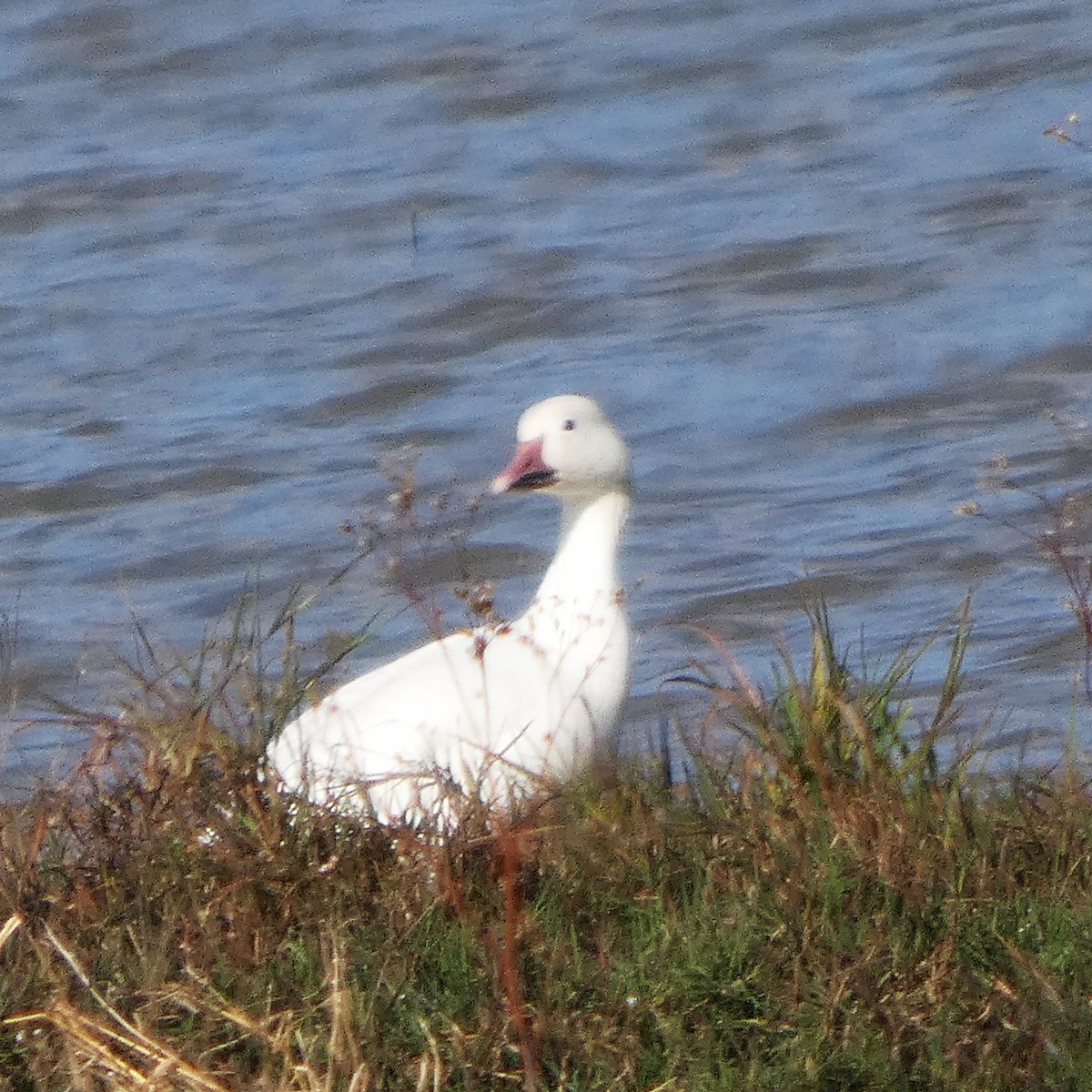 Белый гусь - ML646751311