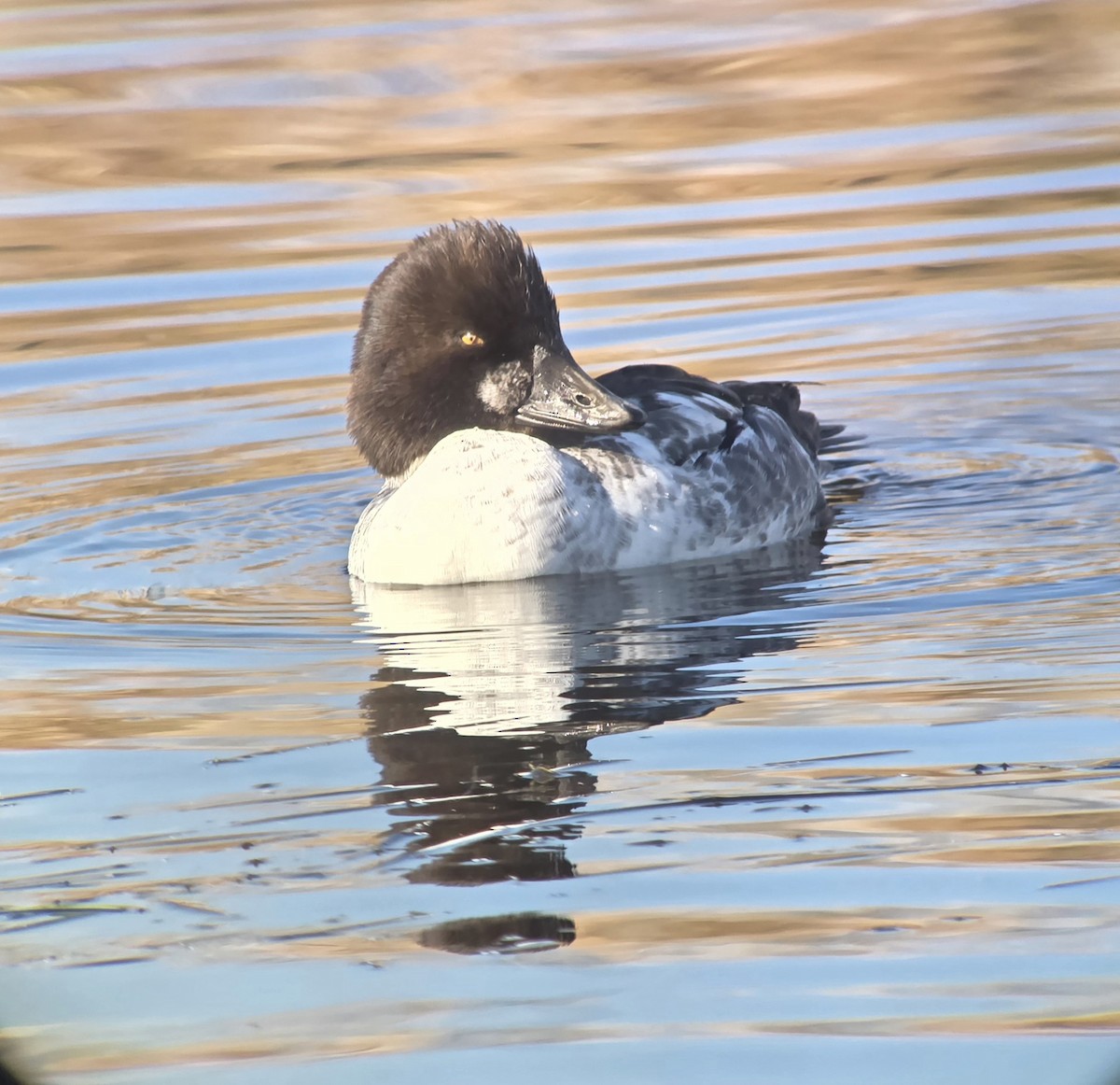 Алаг шунгаач - ML646751313