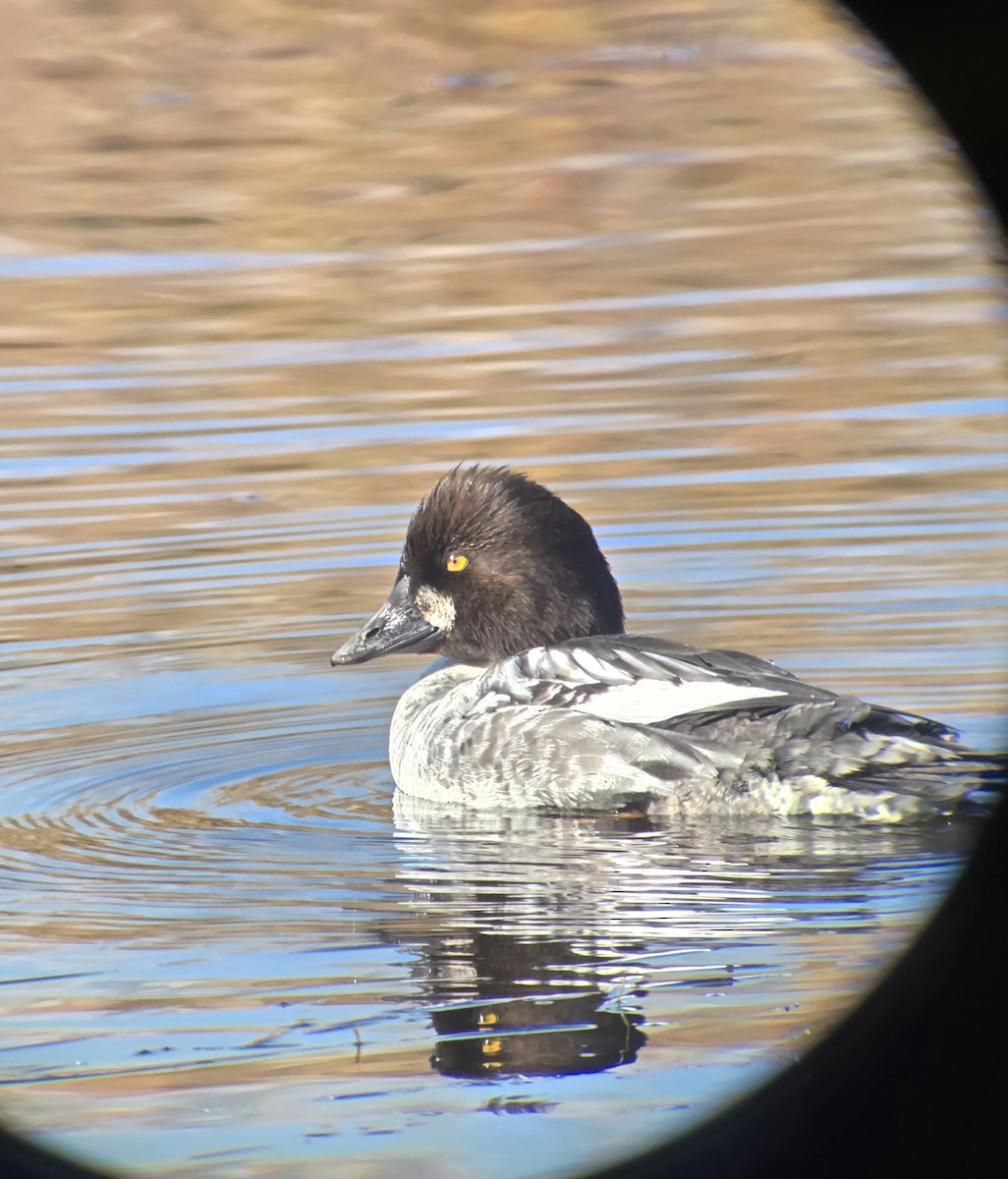 Алаг шунгаач - ML646751314