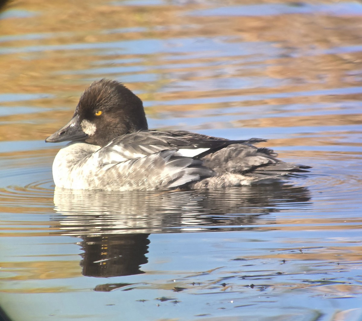 Алаг шунгаач - ML646751315