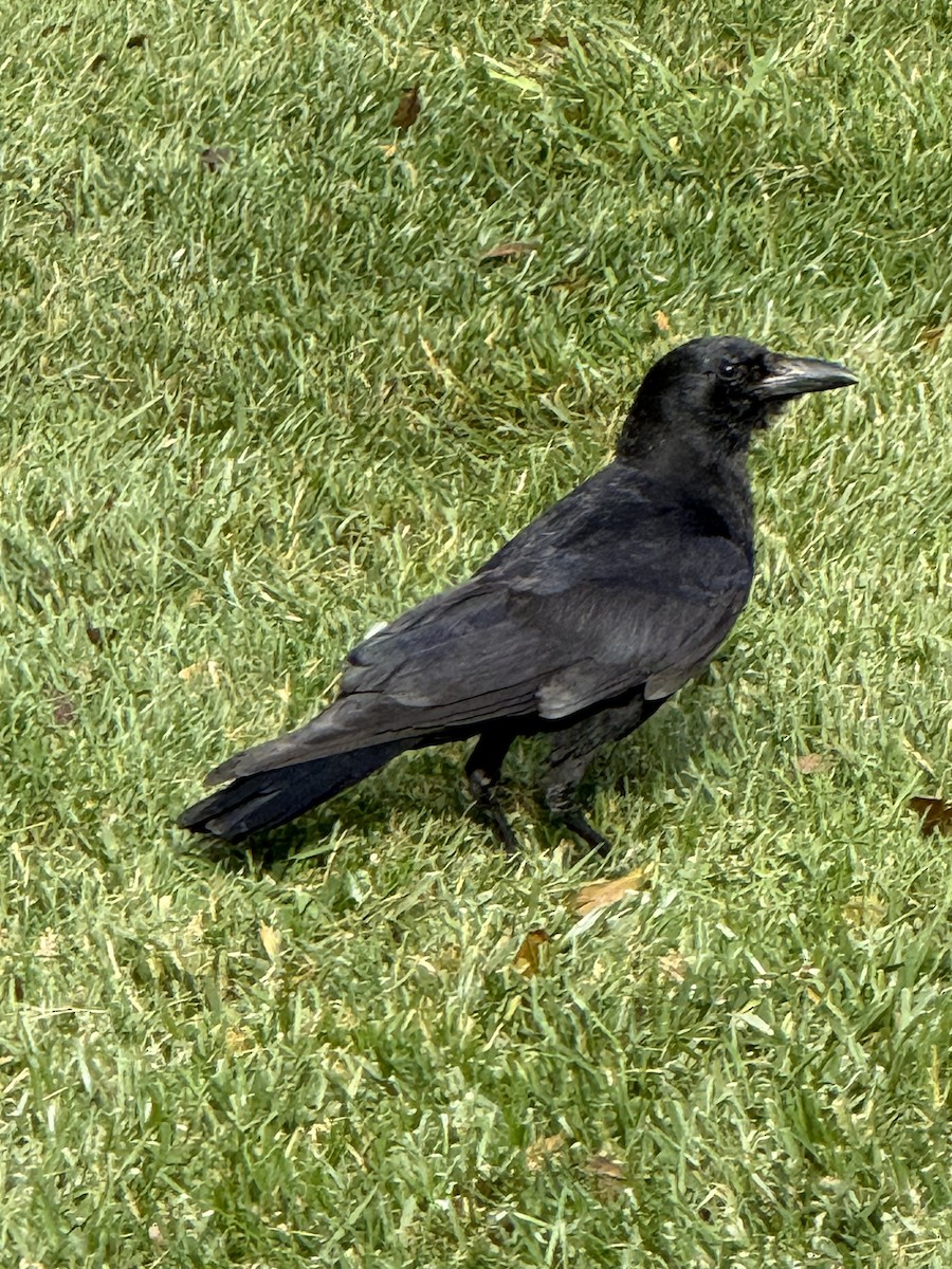 Cuervo Americano - ML646751316