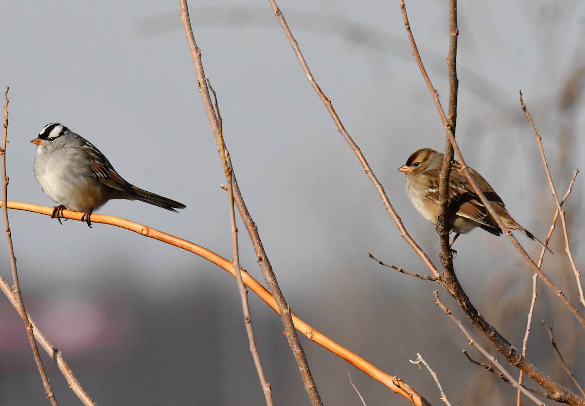White-crowned Sparrow - ML646751318