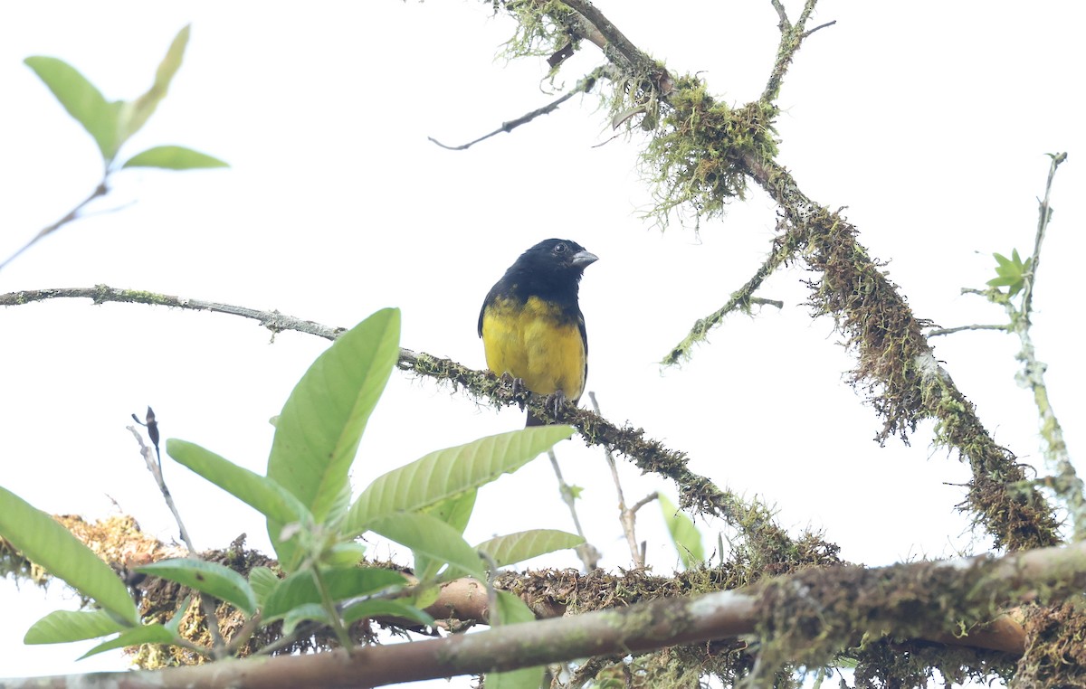 Yellow-bellied Siskin - ML646751319
