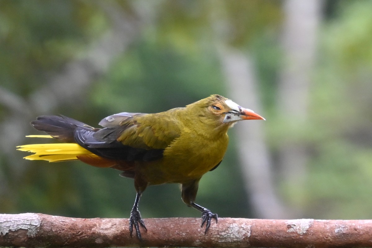 Green Oropendola - ML646751320