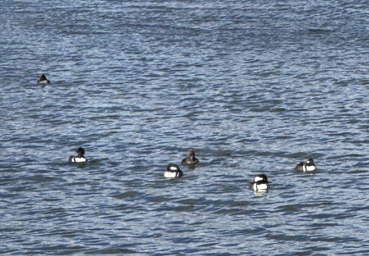 Капюшоновый крохаль - ML646751321