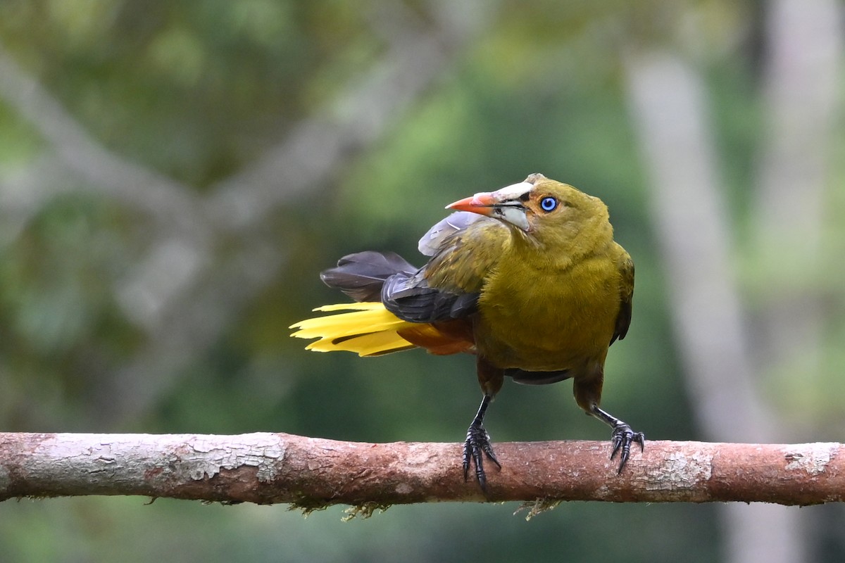 Green Oropendola - ML646751322
