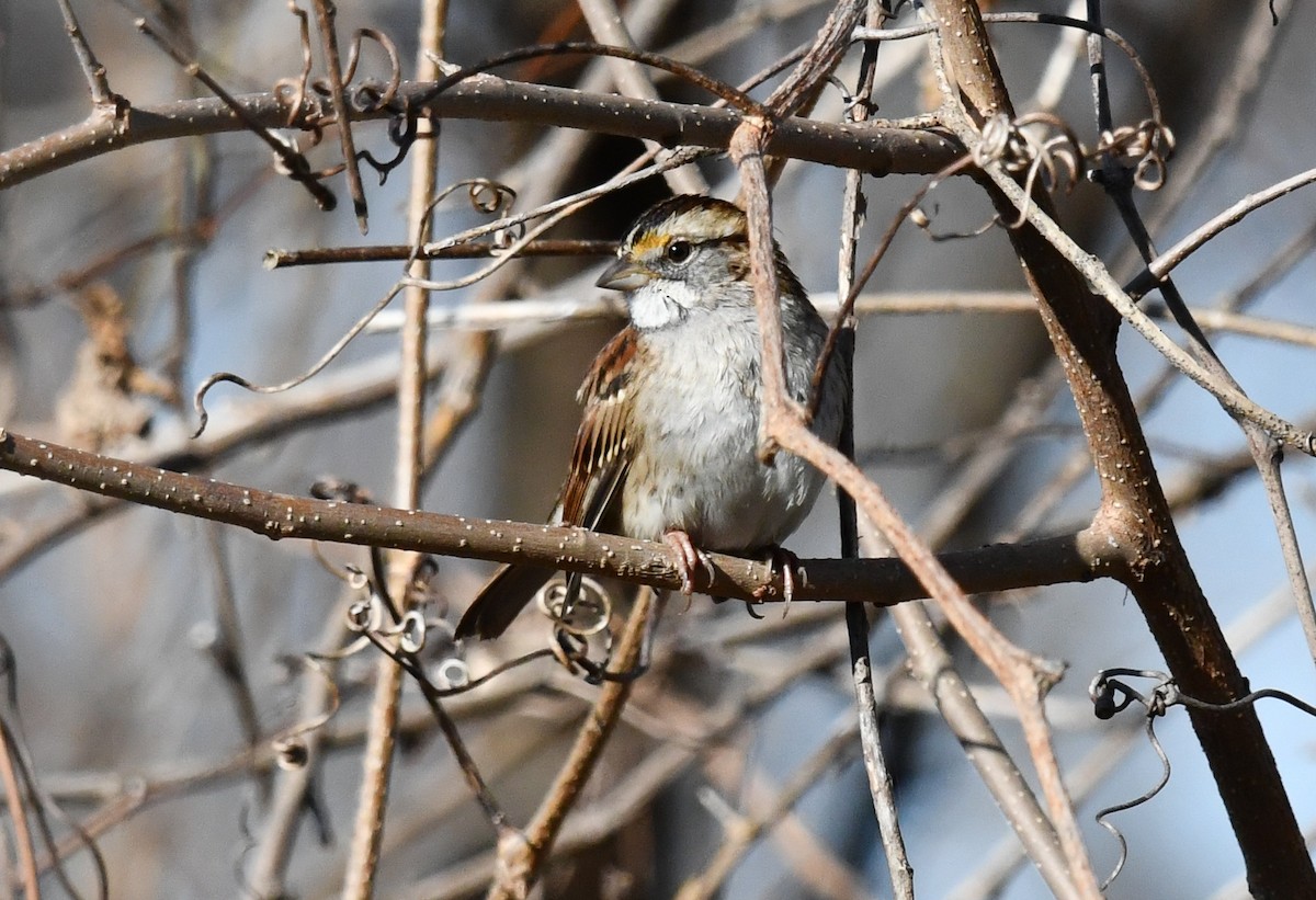 White-throated Sparrow - ML646751323