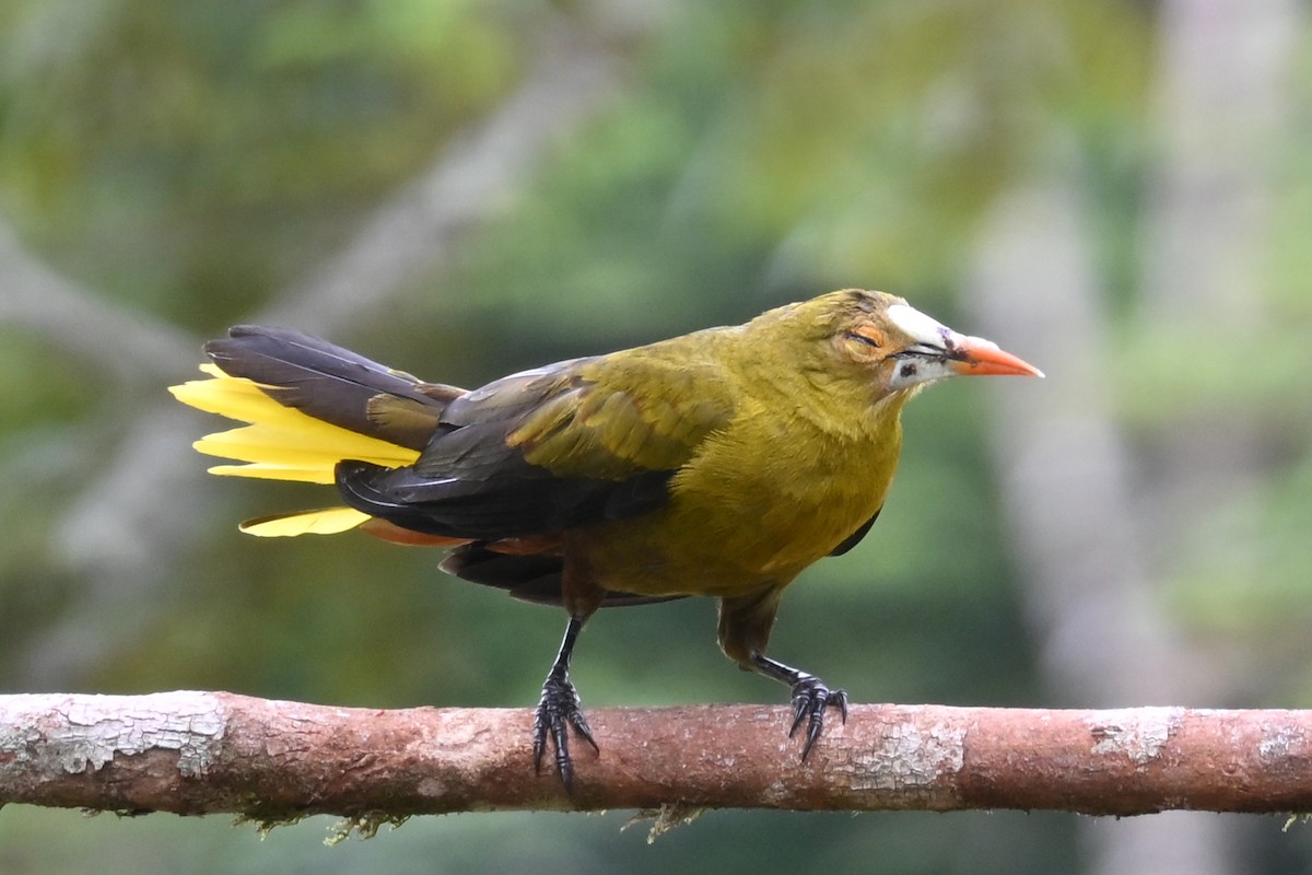 Green Oropendola - ML646751324