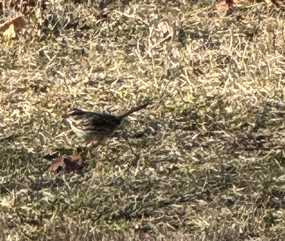 Певчая овсянка - ML646751325