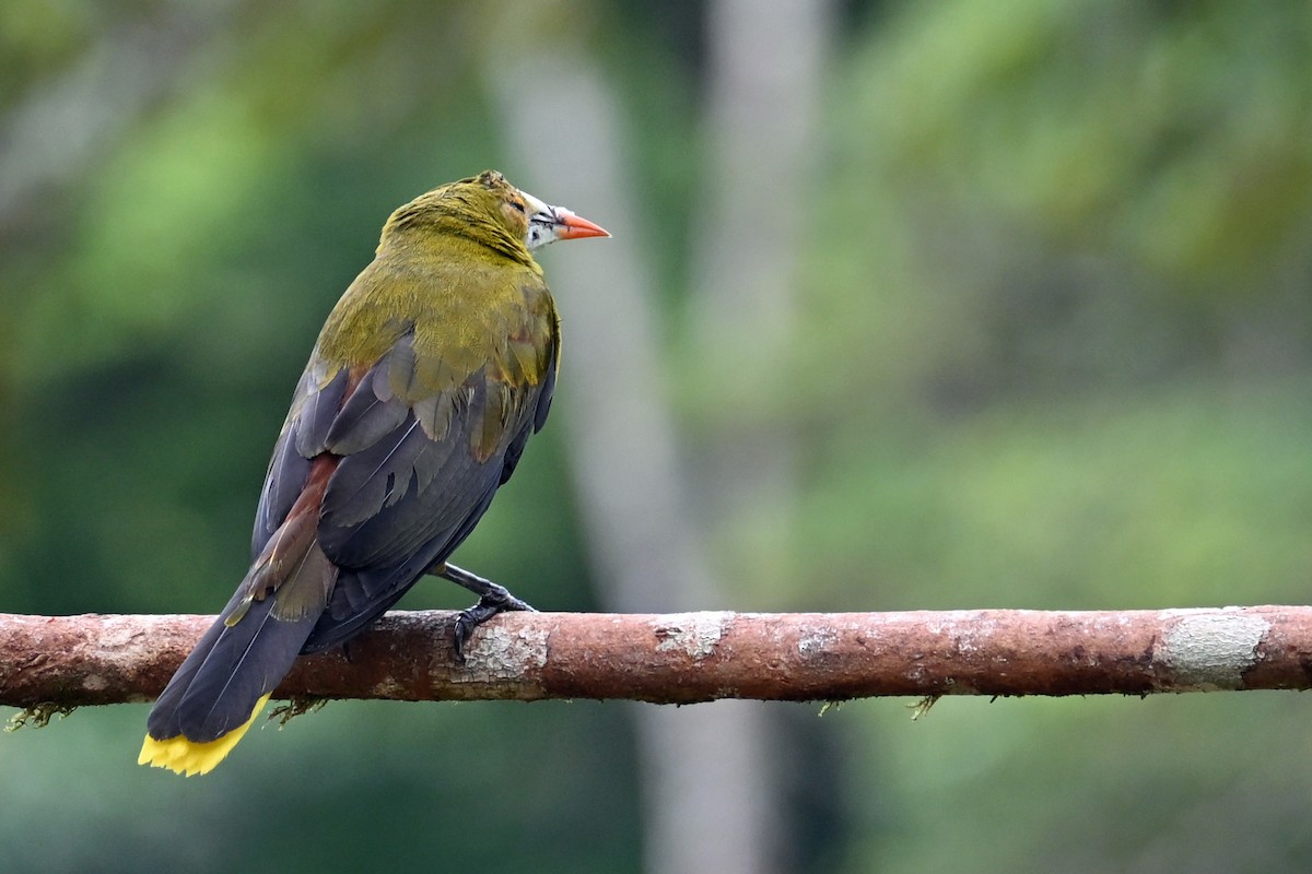 Green Oropendola - ML646751328