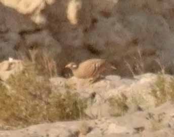 Песчаная куропатка - ML646751329