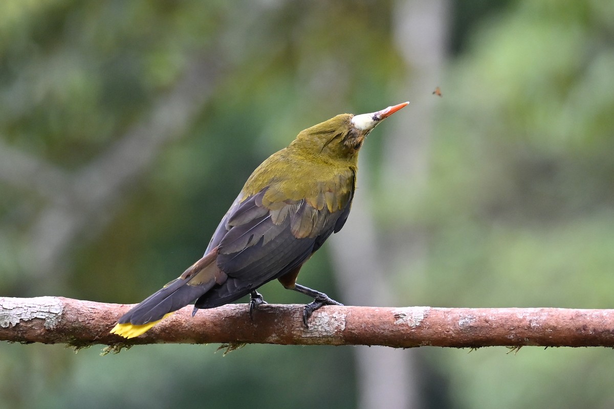 Green Oropendola - ML646751330
