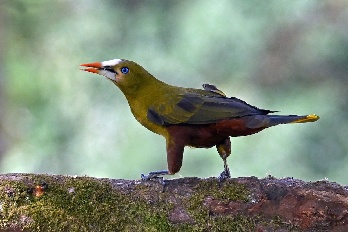 Green Oropendola - ML646751331