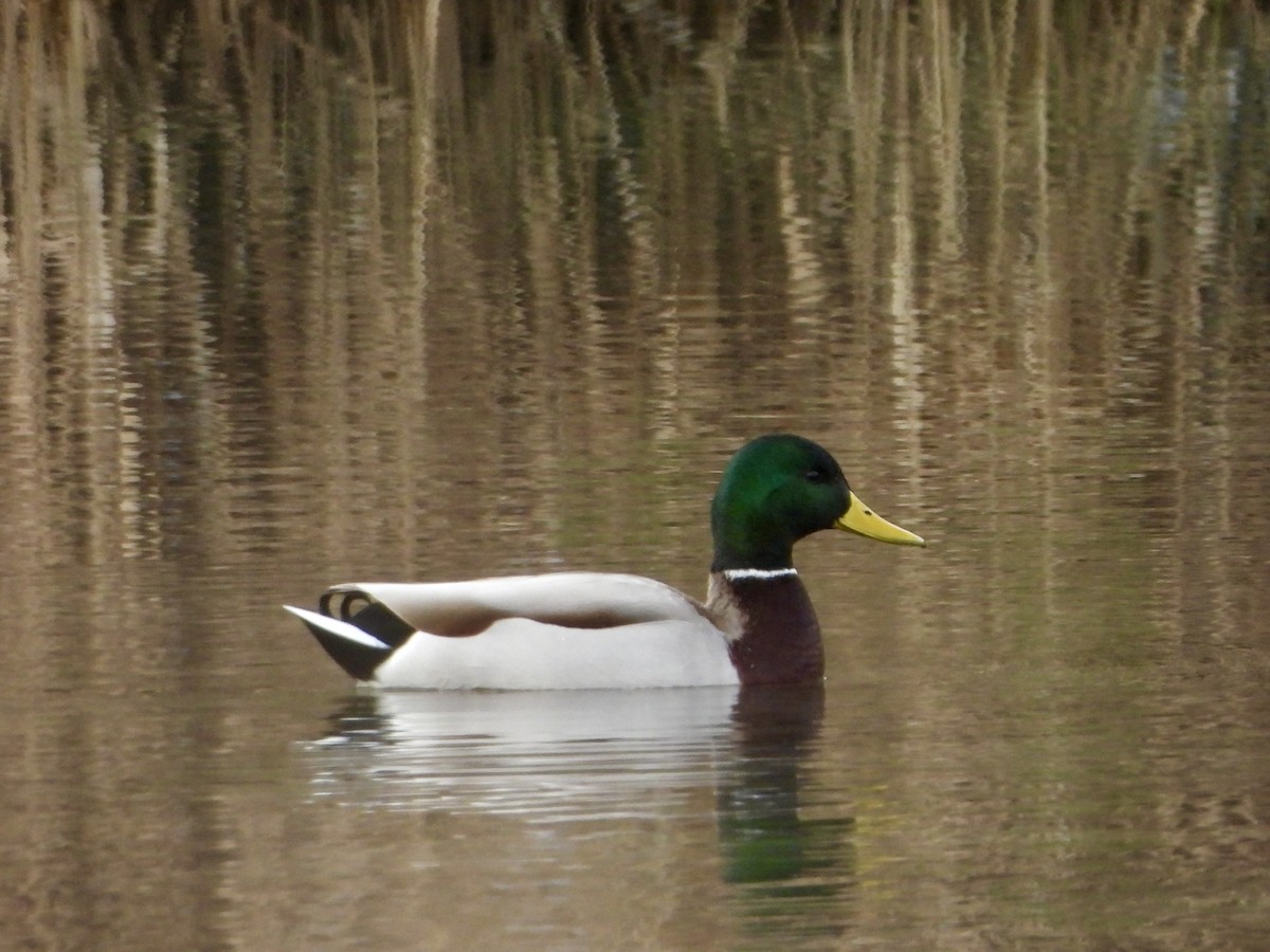 Кряква - ML646751333