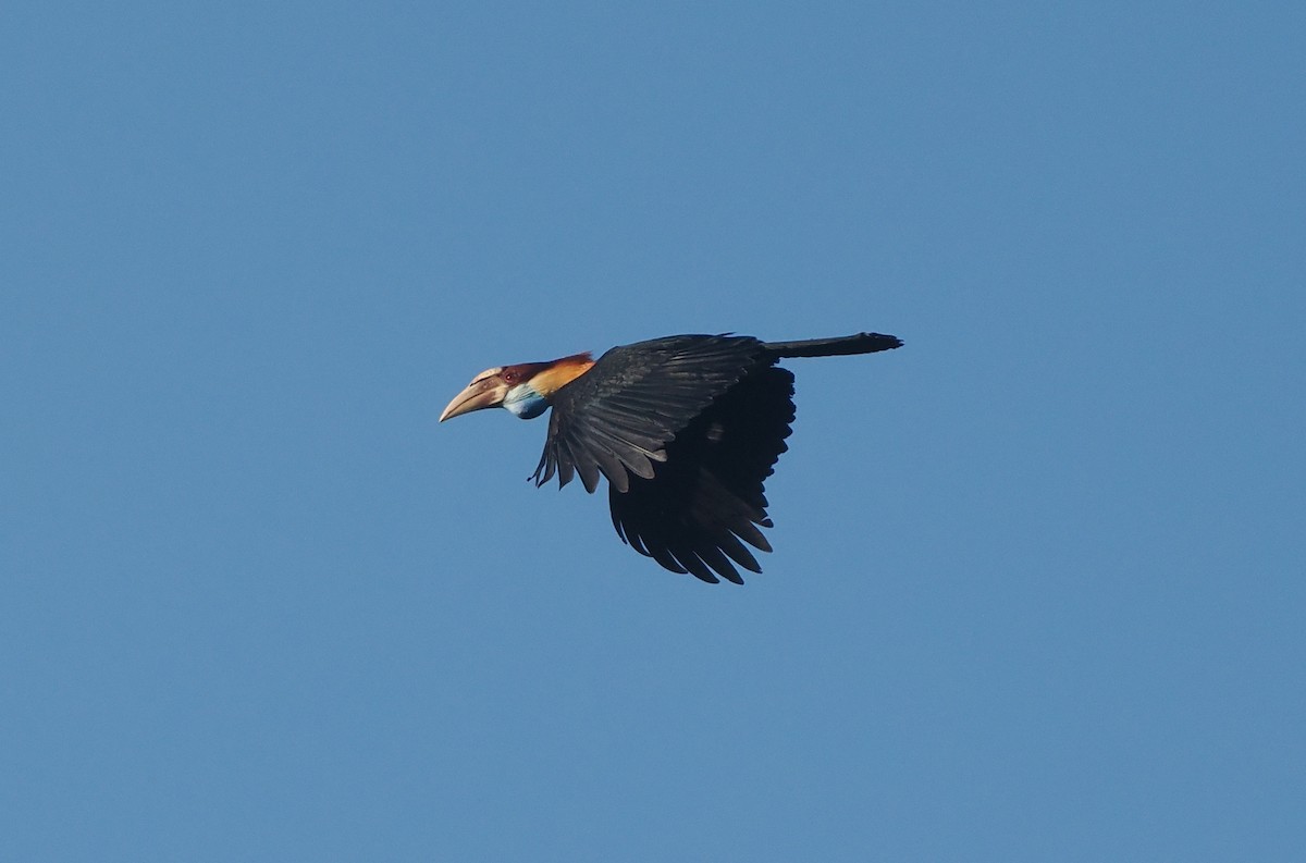 Cálao de Sumba - ML646751335