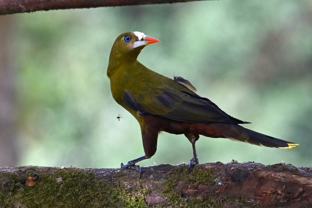 Green Oropendola - ML646751336