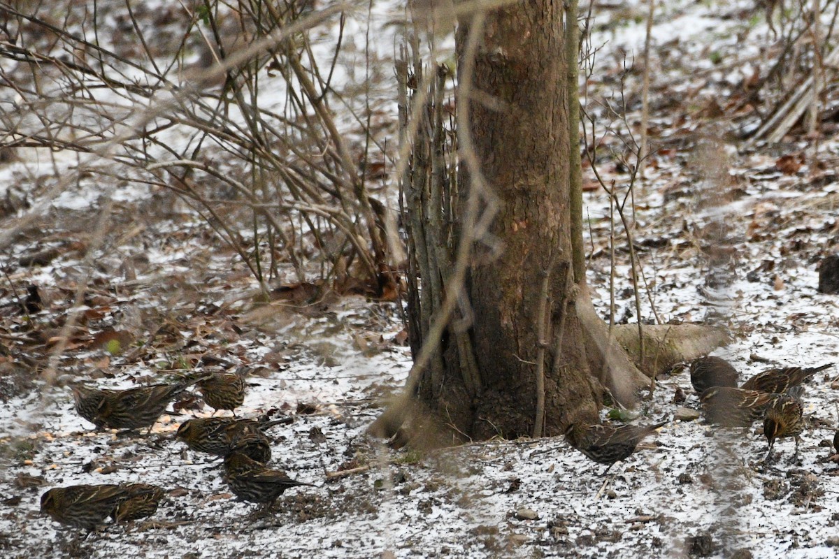 Red-winged Blackbird - ML646751337